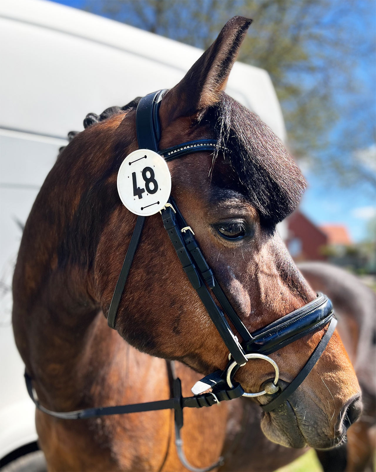 ERGOTHERAPIEpraxis Katharina Gröpler - Ergotherapie und Reittherapie in Halberstadt - Pferd - Name: Tausendschön, Rasse: Friesenmix