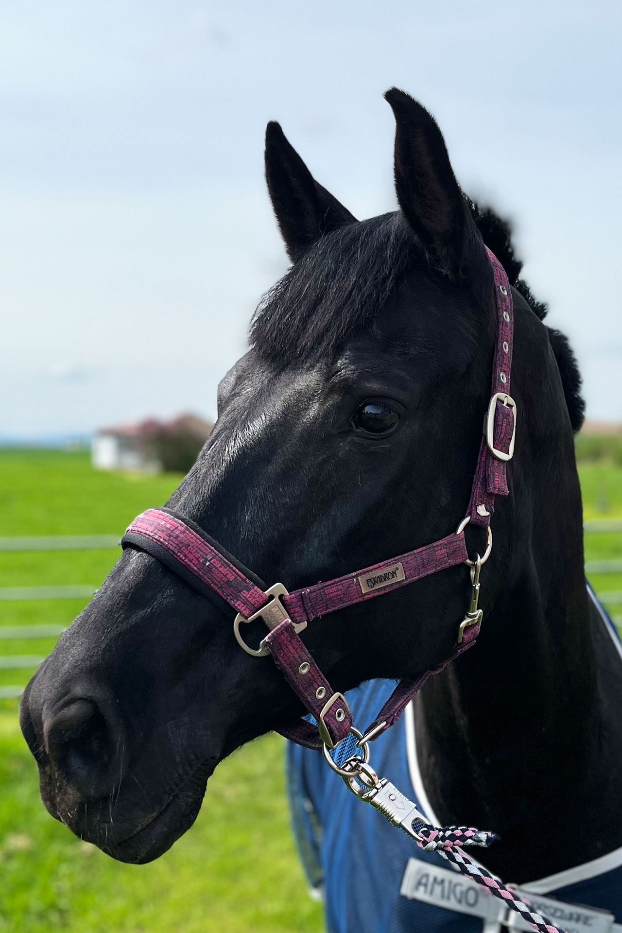 ERGOTHERAPIEpraxis Katharina Gröpler - Ergotherapie und Reittherapie in Halberstadt - Pferd, Name: Viscount´s Fleur, Rasse: Hannoveraner